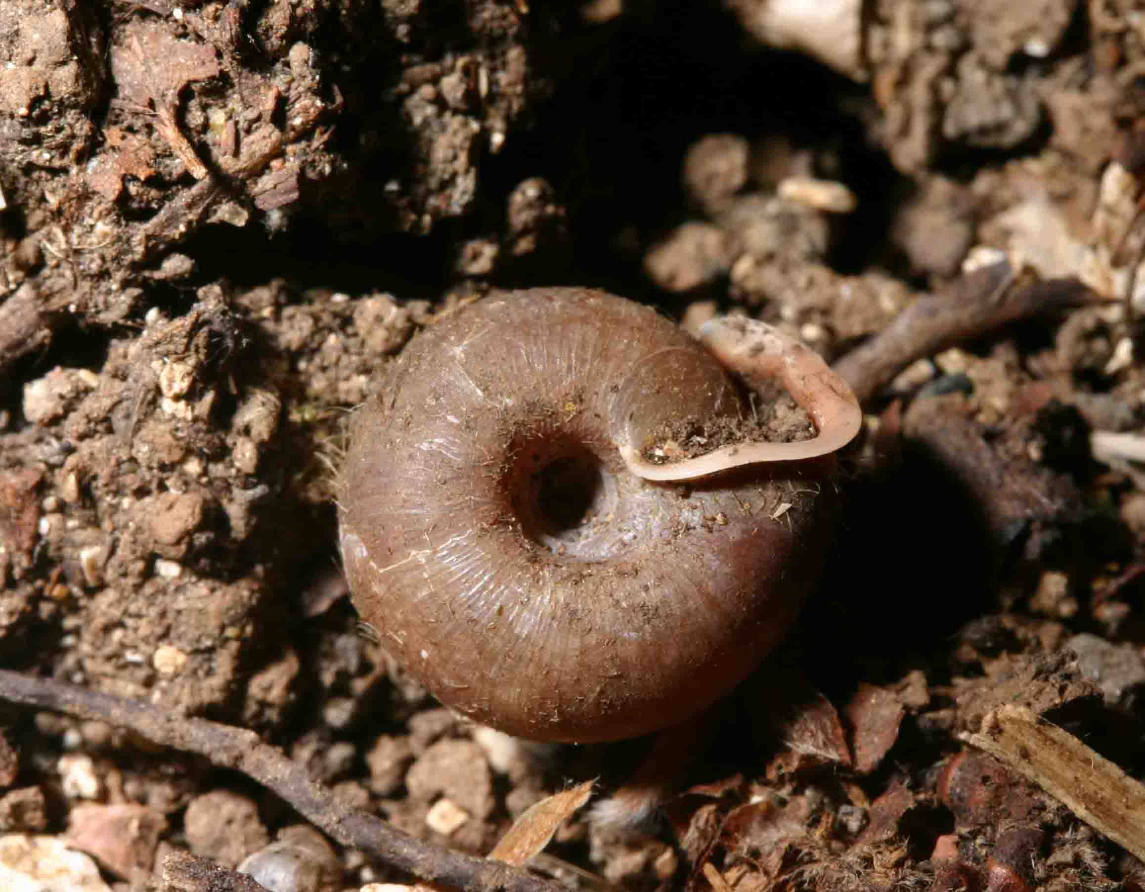 Helicodonta obvoluta (O.F. Mller, 1774) - Monte Subasio